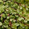 Cotoneaster procumbens 'Streibs Findling'