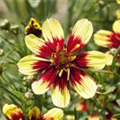 Coreopsis verticillata