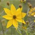 Coreopsis verticillata 'Grandiflora'