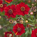 Coreopsis verticillata 'Prairie Amber'