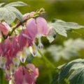 Dicentra spectabilis