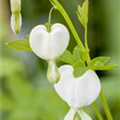 Dicentra spectabilis 'Alba'