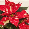 Euphorbia pulcherrima 'Christmas Feelings'®