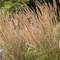 Calamagrostis x acutiflora 'Karl Foerster'