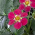 Fragaria x ananassa 'Fragoo® Toscana'