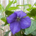 Clematis 'Jackmanii'