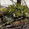 Crassula arborescens