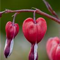 Dicentra spectabilis 'Valentine'®