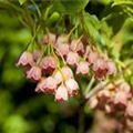 Enkianthus campanulatus 'Red Bells'