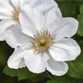 Clematis 'Juliane'