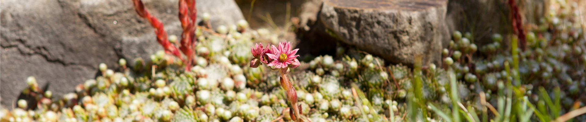 Sempervivum