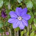 Clematis 'Königskind'(s)