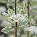 Cornus alba 'Elegantissima'