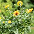 Helianthus annuus 'SunBelievable'®