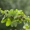 Ginkgo biloba 'Troll'