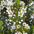 Chamelaucium uncinatum 'Snowflake'