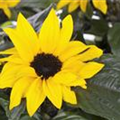 Helianthus annuus 'Sunsation'®