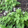 Epimedium