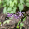 Epimedium grandiflorum 'Lilafee'