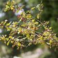 Crataegus monogyna