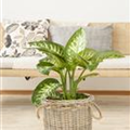 Dieffenbachia seguine 'Tropic Snow'