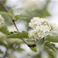 Crataegus laevigata