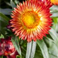 Helichrysum bracteatum