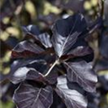 Fagus sylvatica 'Atropurpurea'