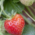 Fragaria x ananassa 'Senga®-Sengana®'