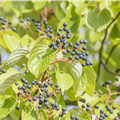 Cornus controversa