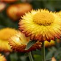 Helichrysum bracteatum 'Mohave'®