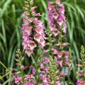 Digitalis purpurea