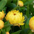 Helichrysum bracteatum SUNBRELLA™