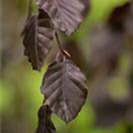 Fagus sylvatica 'Purple Fountain'