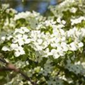 Cornus florida