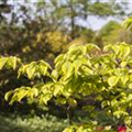 Cornus florida 'Rainbow'