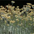 Helichrysum italicum