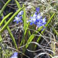 Chionodoxa forbesii 'Blue Giant'