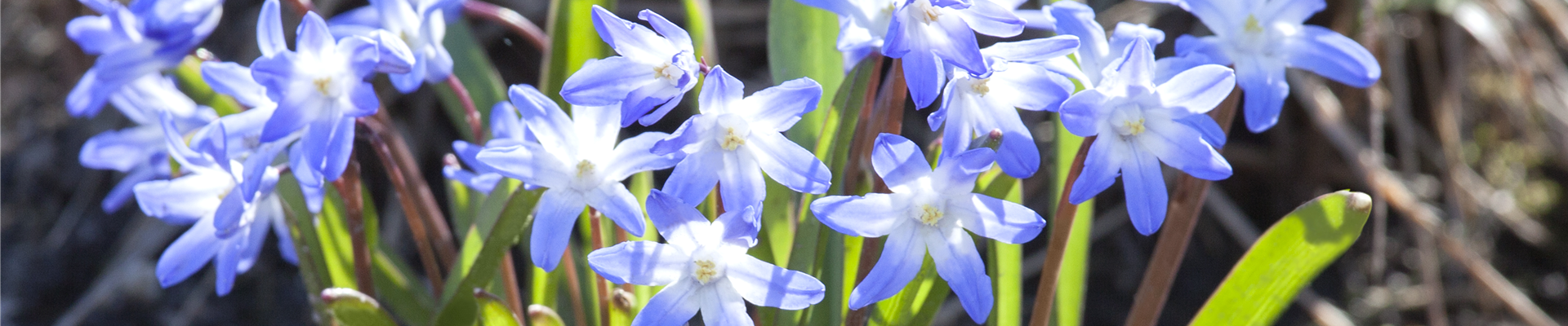 Chionodoxa forbesii 'Blue Giant'