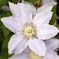 Clematis 'Mrs. George Jackman'