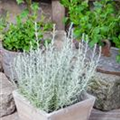 Helichrysum italicum 'Aladin'