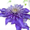 Clematis 'Multi Blue'