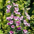 Digitalis purpurea 'Knee Hi Mischung'