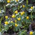 Eranthis hyemalis