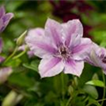 Clematis 'Nelly Moser'