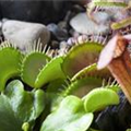 Dionaea muscipula