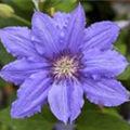 Clematis 'Parisienne'