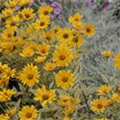 Heliopsis helianthoides