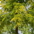 Gleditsia triacanthos 'Sunburst'