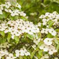 Cornus kousa